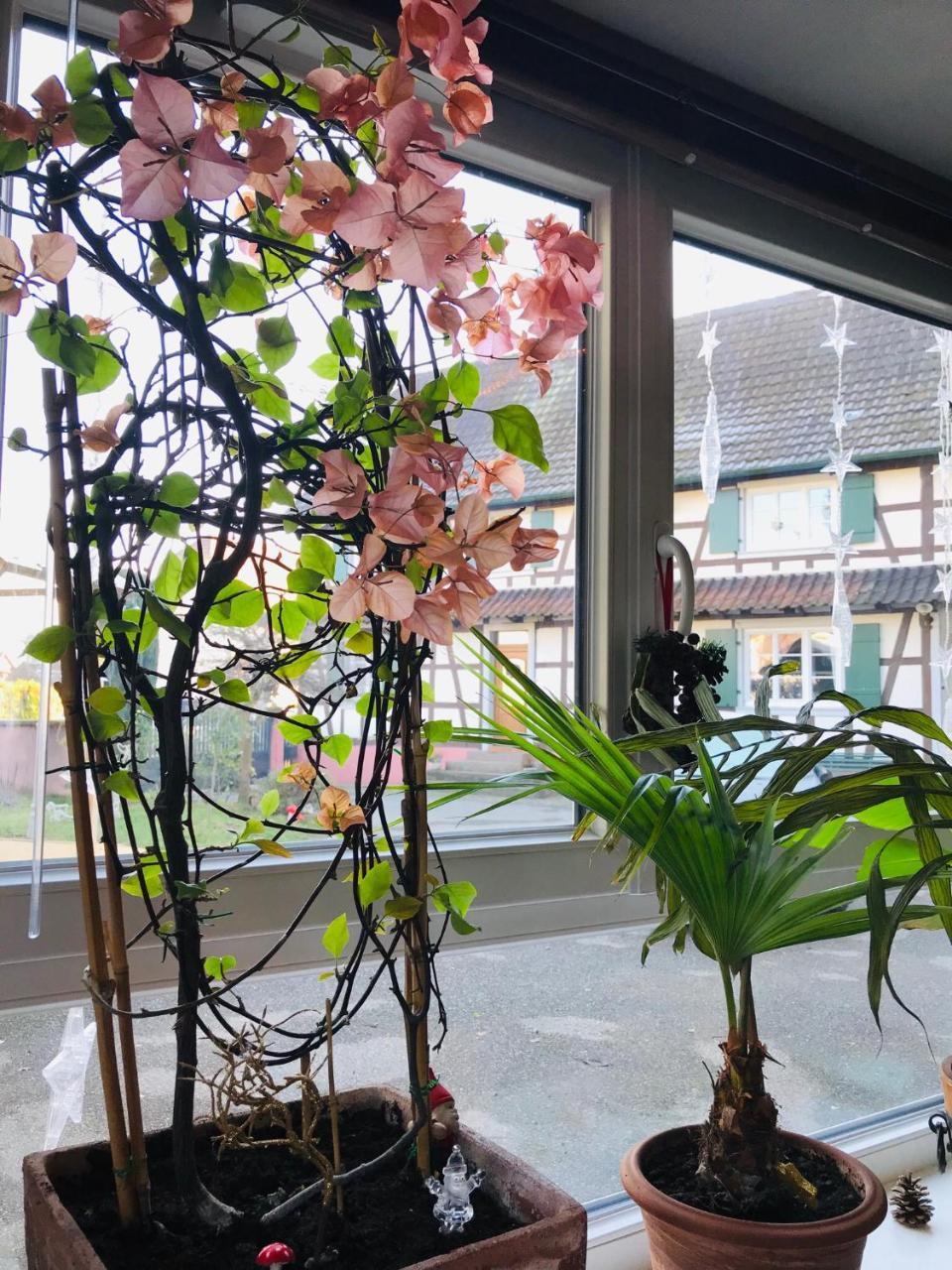 Appartement T3 Aux Deux Cigognes Gries Ngoại thất bức ảnh